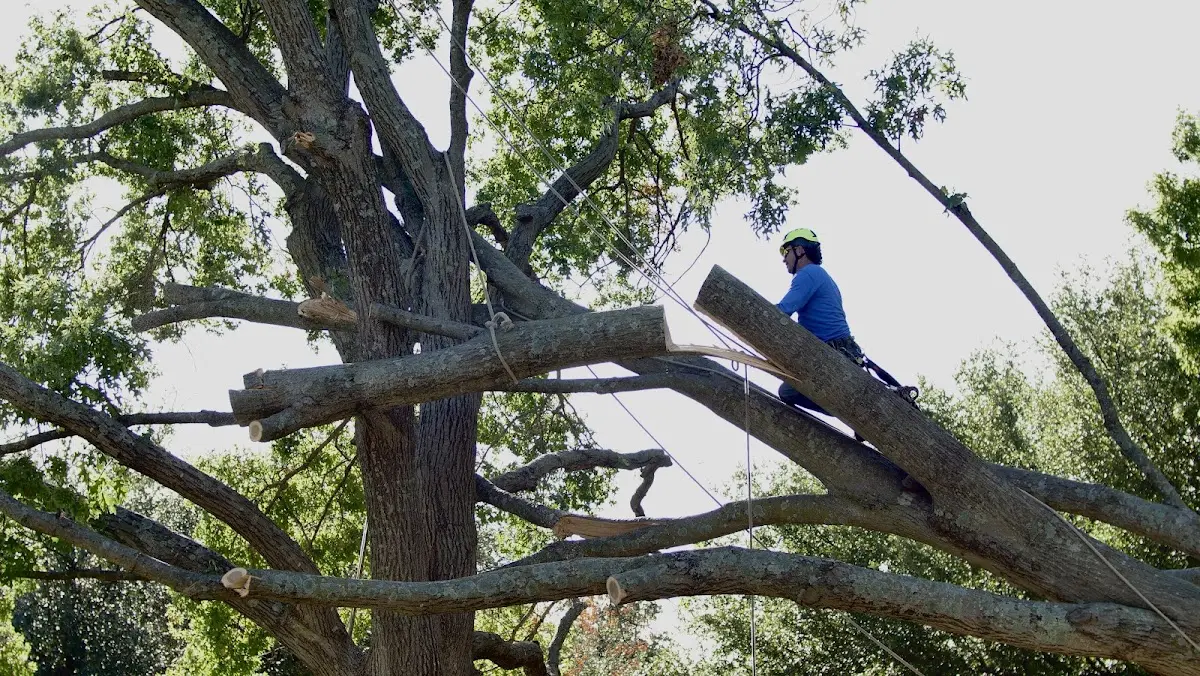 Professional Crown Thinning performed by certified arborists in Ivor