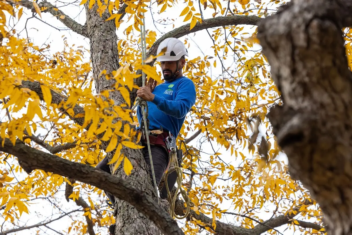 Skilled Tree Transplanting crew working in Ivor